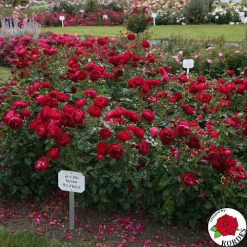 Bordeaux® roze